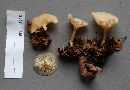 Clitocybe gibba image